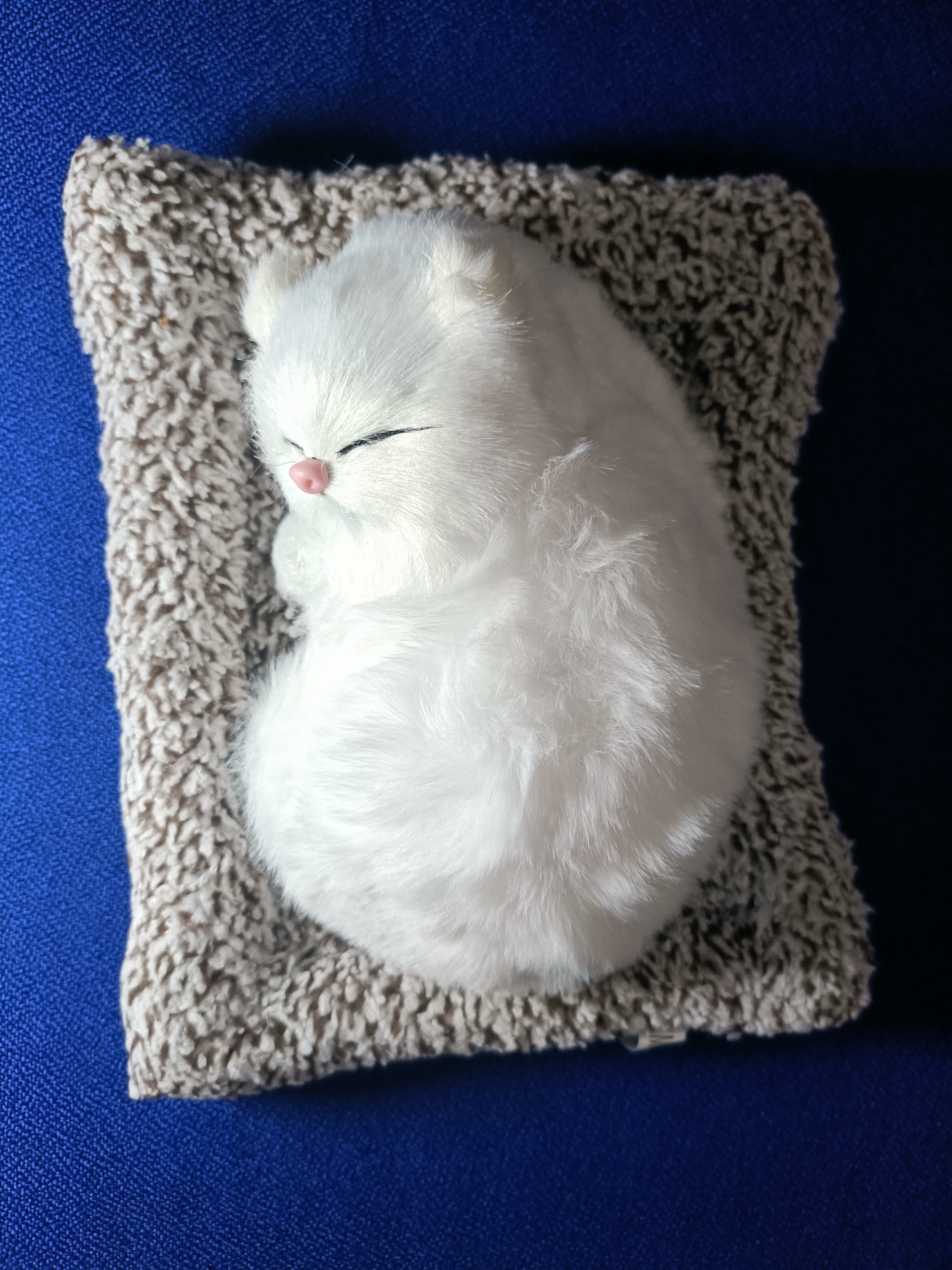Sleeping Snowbell
