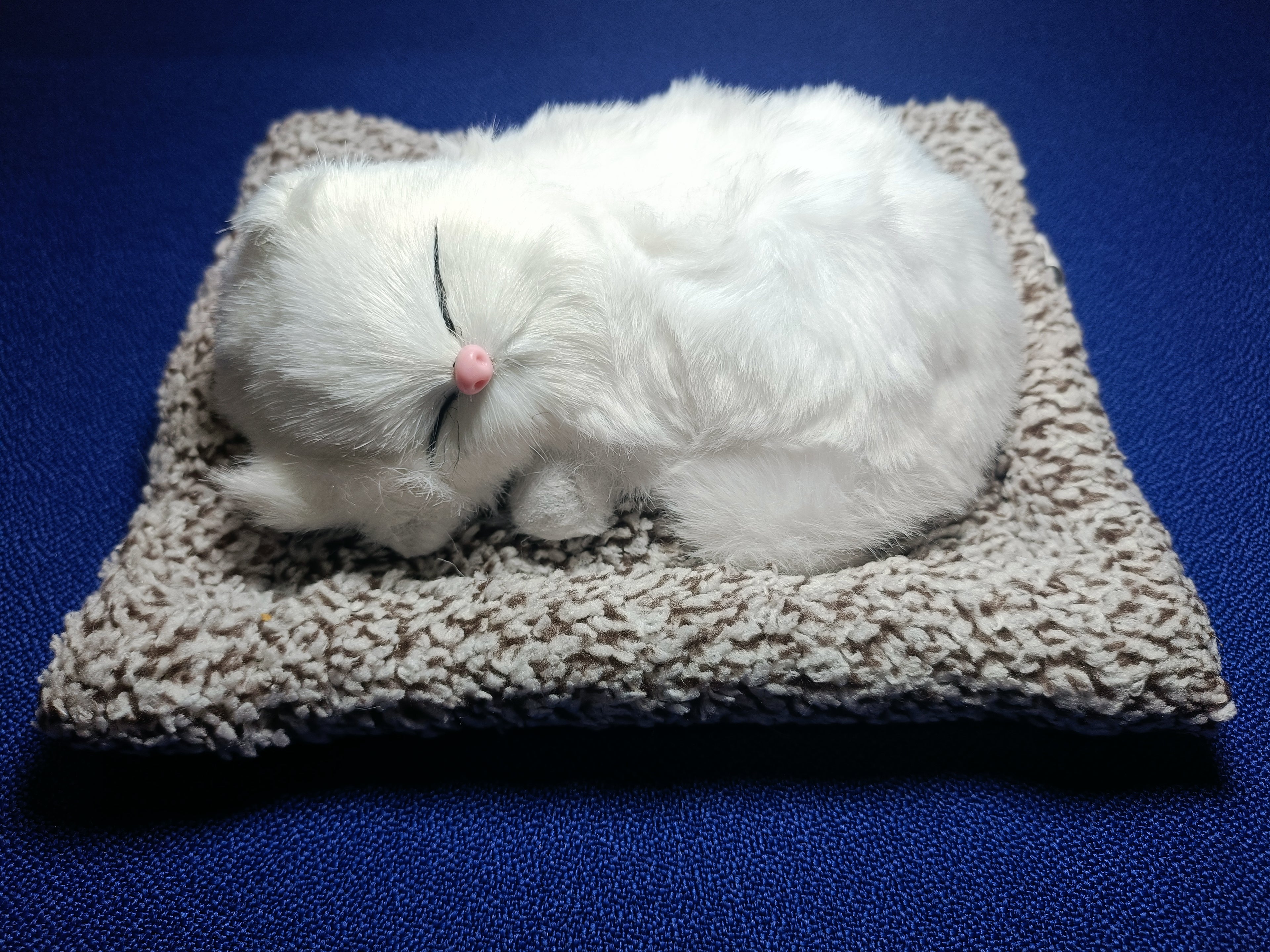 Sleeping Snowbell