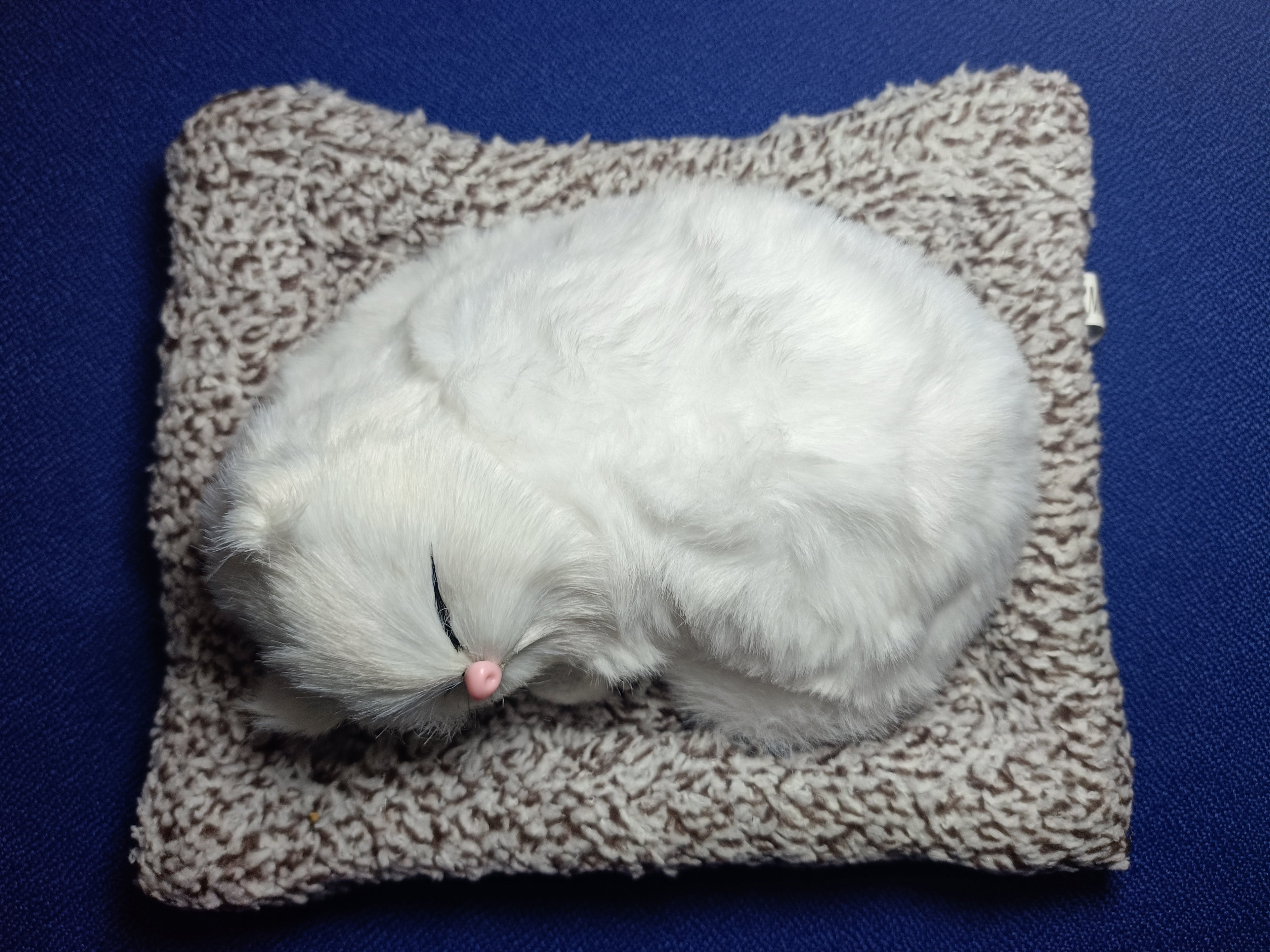 Sleeping Snowbell